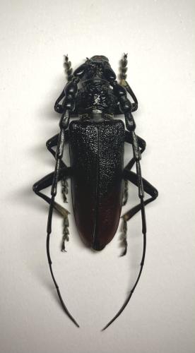 Cerambyx nodulosus