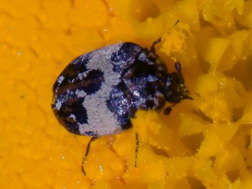 Anthrenus pimpinellae