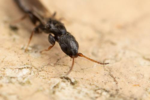 Bethylus coniceps