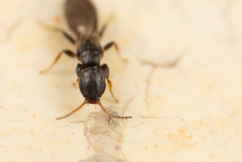 Réf. 294 858 : Bethylus coniceps