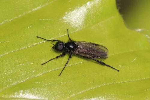 Réf. 294 503 : Bibio sp.