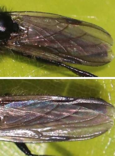 Réf. 294 507 : Bibio sp.