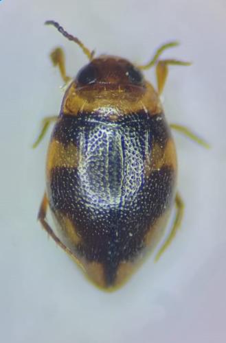 Réf. 294 311 : Bidessus pumilus