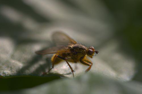 Réf. 294 798 : Scathophaga stercoraria