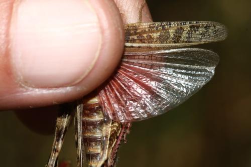 Calliptamus sp.