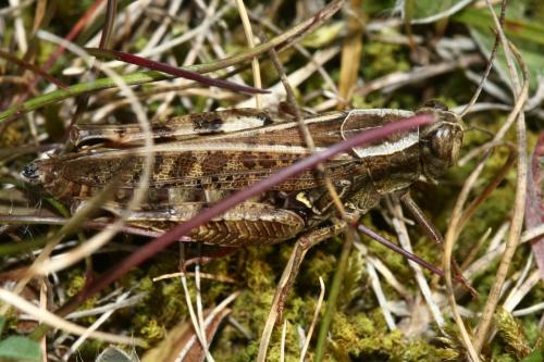 Calliptamus sp.