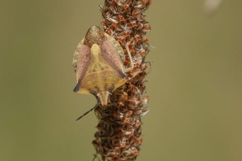 Réf. 294 986 : Carpocoris fuscispinus