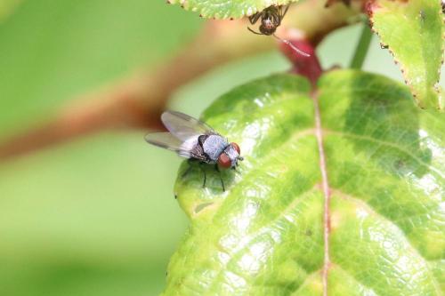 Milichia speciosa