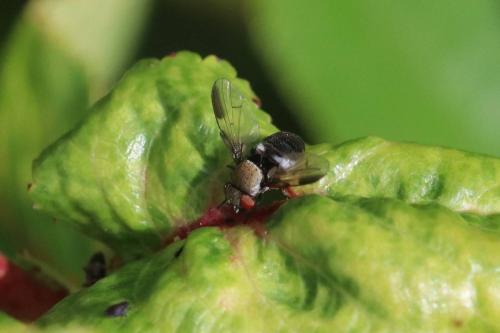 Milichia speciosa