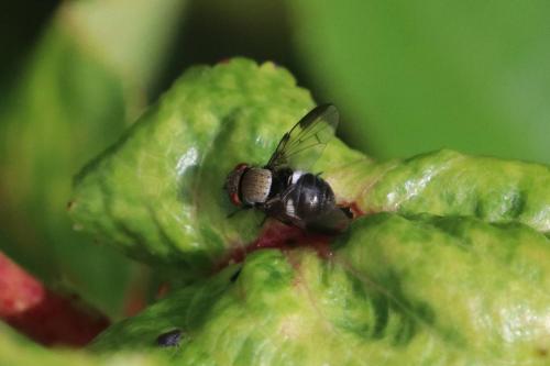 Milichia speciosa