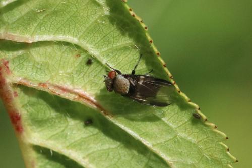 Réf. 294 048 : Milichia speciosa