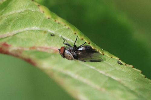 Milichia speciosa