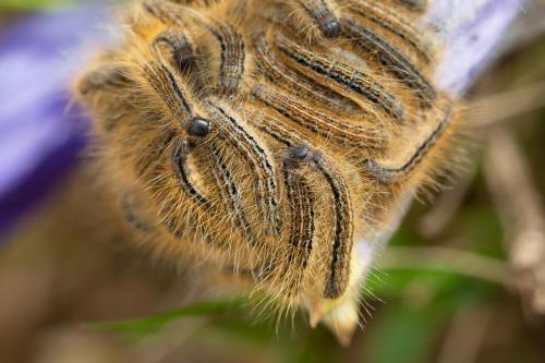 Malacosoma sp.