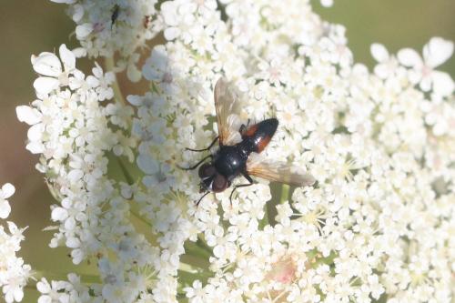Réf. 294 318 : Clairvillia biguttata
