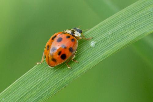 Harmonia axyridis