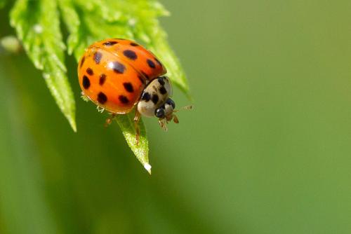 Réf. 294 907 : Harmonia axyridis