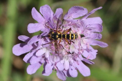Réf. 294 448 : Conops scutellatus