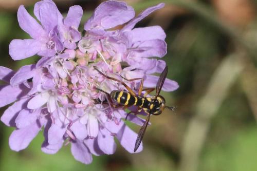 Réf. 294 449 : Conops scutellatus