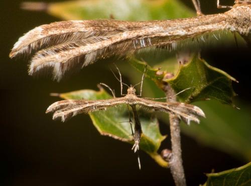 Crombrugghia sp.