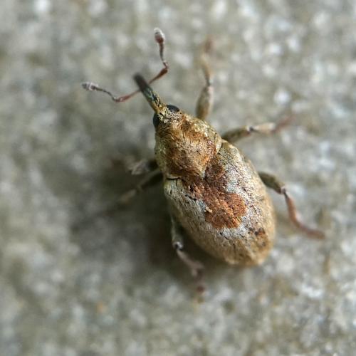 Sibinia arenariae