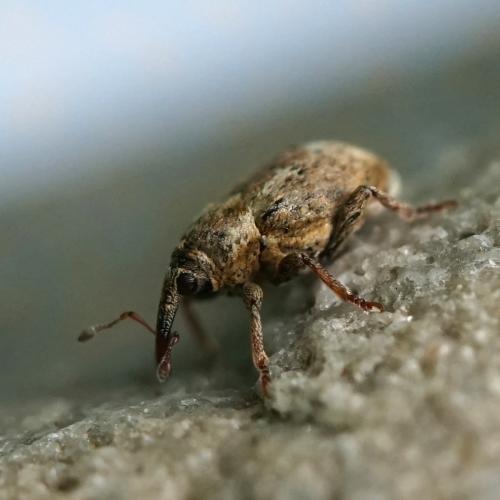 Sibinia arenariae