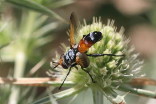 Réf. 294 578 : Cylindromyia rufifrons