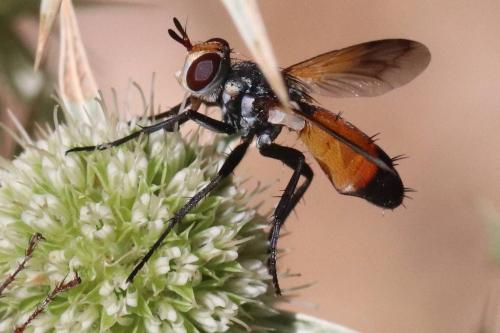 Réf. 294 579 : Cylindromyia rufifrons