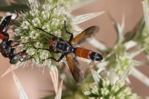 Réf. 294 580 : Cylindromyia rufifrons
