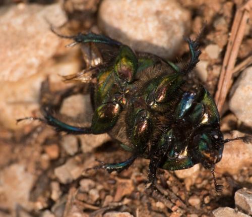 Réf. 294 371 : Sericotrupes niger