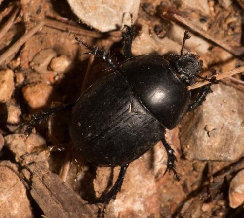 Réf. 294 370 : Sericotrupes niger