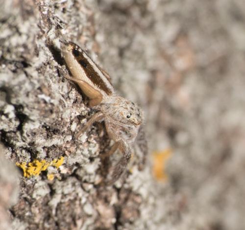 Mendoza canestrinii