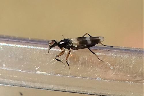 Réf. 294 483 : Tachydromia sp.