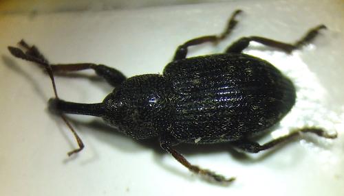 Réf. 294 934 : Notaris sp.
