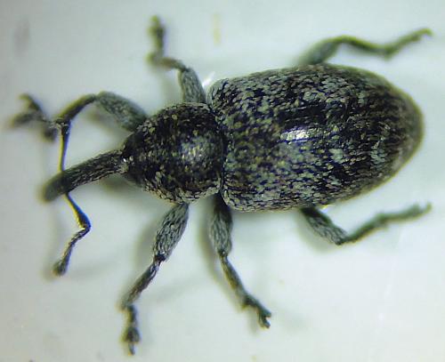 Réf. 294 936 : Smicronyx jungermanniae