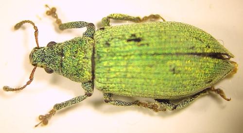 Polydrusus sp.