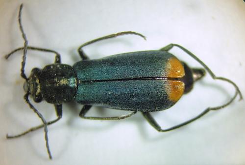 Réf. 294 932 : Anthomalachius strangulatus