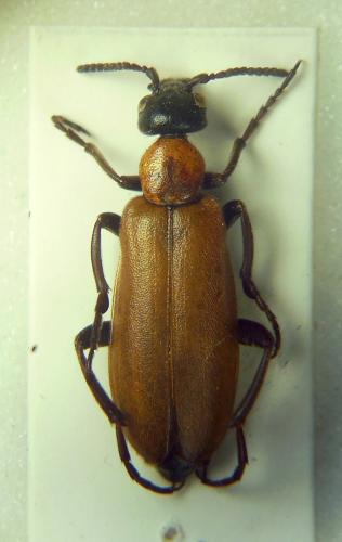 Réf. 294 315 : Oenas crassicornis