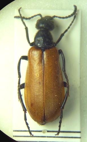 Réf. 294 316 : Lydus europaeus