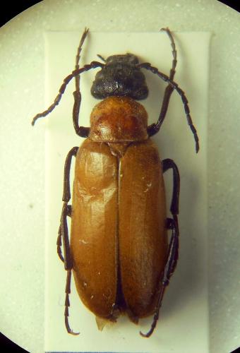 Réf. 294 195 : Zonitis immaculata