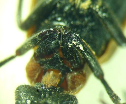 Réf. 294 268 : Zonitis immaculata