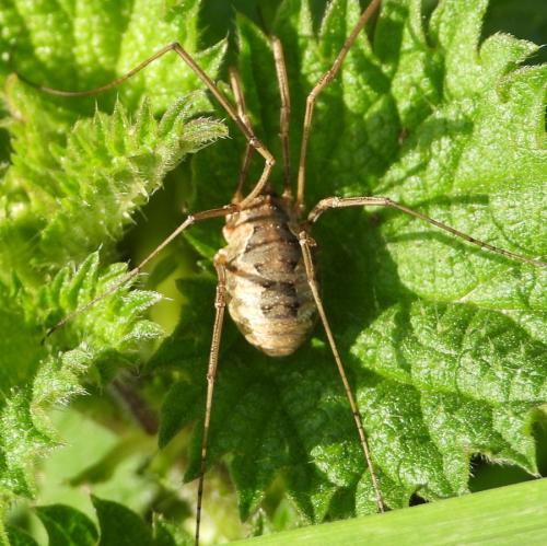 Phalangium opilio