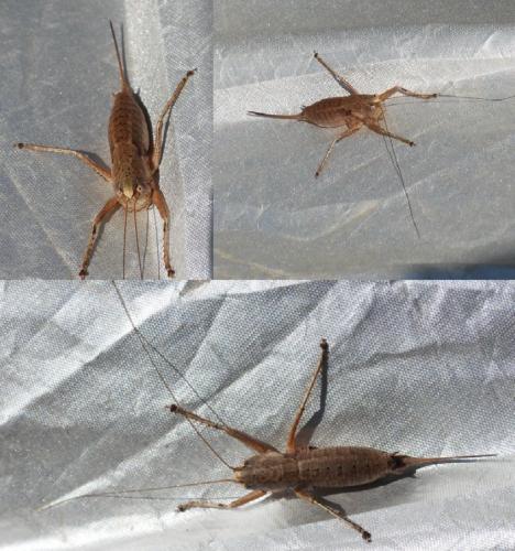 Rhacocleis poneli