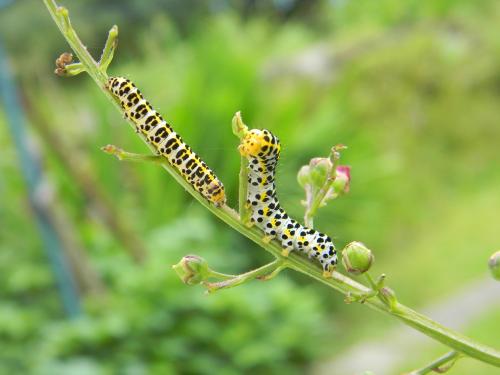 Cucullia sp.