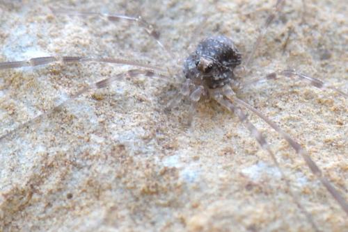 Réf. 294 472 : Kalliste pavonum