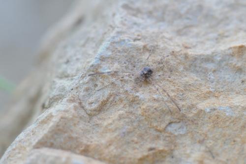 Réf. 294 471 : Kalliste pavonum