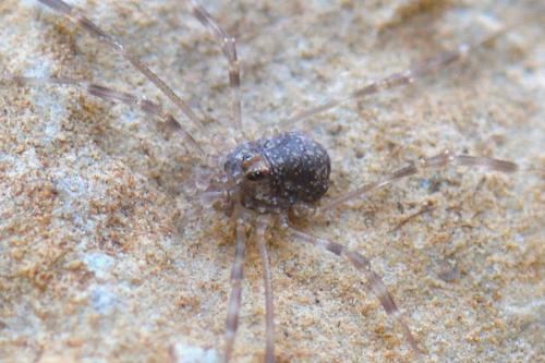 Réf. 294 473 : Kalliste pavonum
