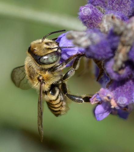 Megachile sp.