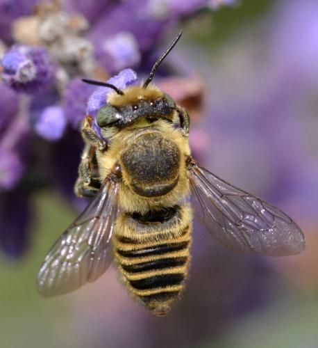 Megachile sp.