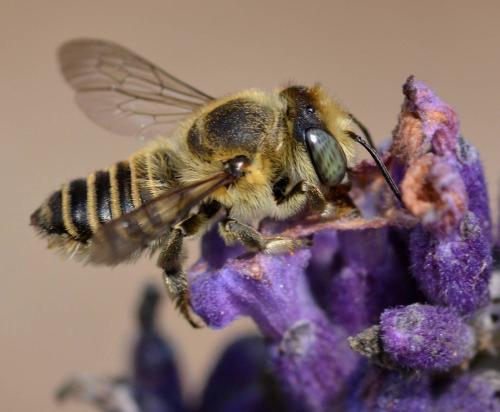 Megachile sp.
