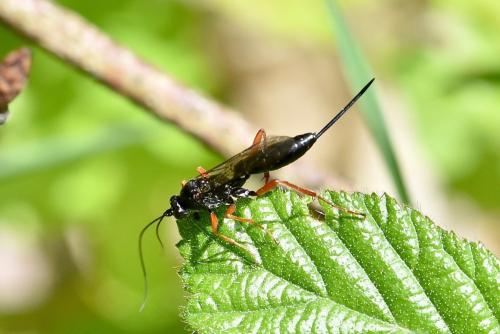 Réf. 294 683 : Buathra sp.